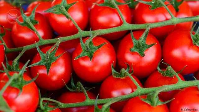 الزراعة تعلن الاكتفاء الذاتي لمحصول الطماطم في النجف الأشرف