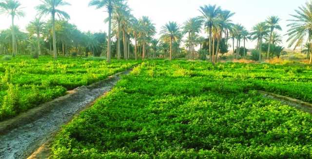 الزراعة النيابية تكشف مضامين خطة ثنائية لزيادة المساحات الخضراء في العراق