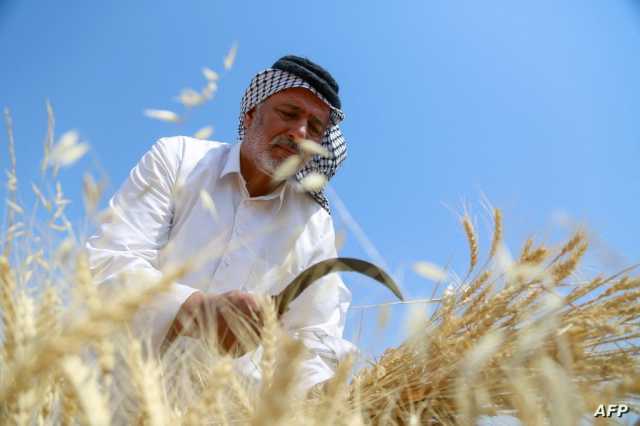 الزراعة النيابية تُجيب.. هل أثرت الموازنة المالية على موسم حصاد الحنطة؟