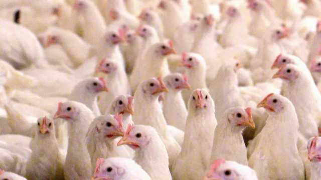 اليابان تعلق استيراد الدواجن من البرازيل بعد تفشي إنفلونزا الطيور