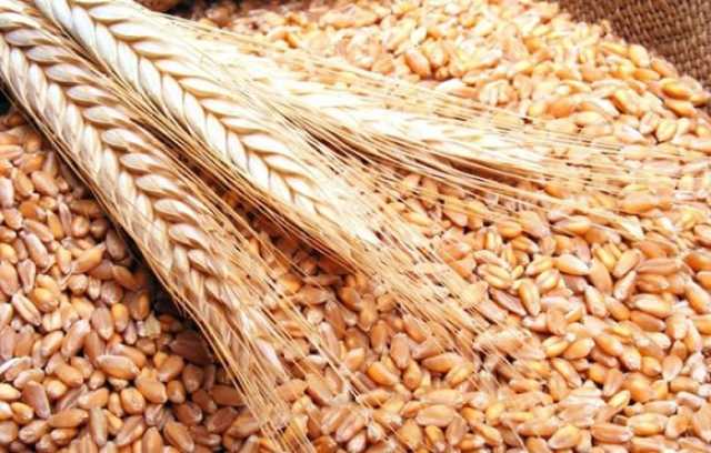 العراق يسوّق 1.5 مليون طن من الحنطة يخطط لإنشاء سايلوات استراتيجية