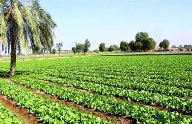 مصادرة 500 دونم مسجلة باسم علي حسن المجيد