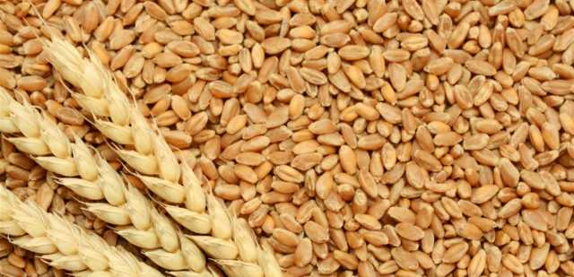 من وزارة الزراعة.. خطوة جديدة بشأن زراعة القمح الطري