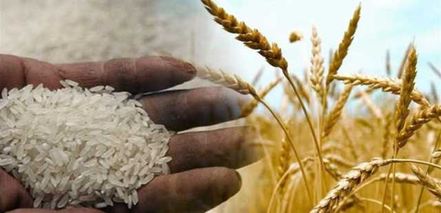 لجنة الإقتصاد تكشف جديد قضية الأرز والقمح المتعفن.. هذه التفاصيل