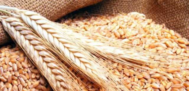 هذا ما تقرر في جلسة اليوم بشأن المحاصيل من القمح والشعير