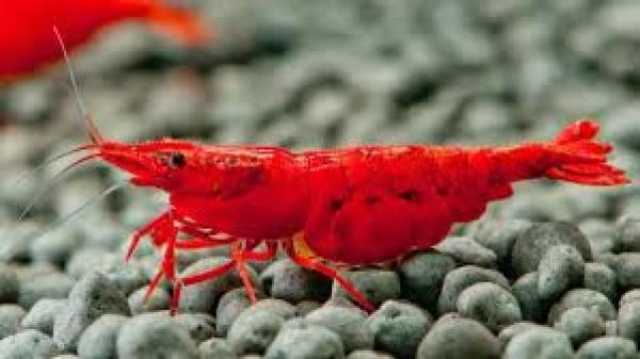 ط­ظˆظ„ ط§ظ„ظ…ظˆظ‚ط¹