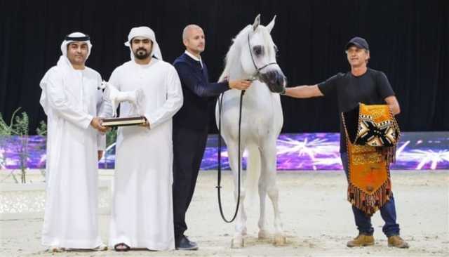 'كنز الباهية' يحلق بذهبية الفحول في بطولة الإمارات الوطنية لجمال الخيل العربية