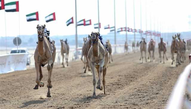 ختام منافسات جائزة زايد الكبرى لسباقات الهجن الأحد