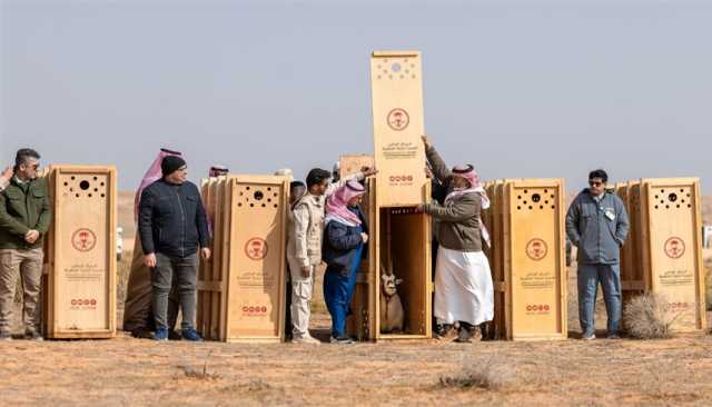 السعودية تطلق 95 كائناً مهدداً بالانقراض في محمية