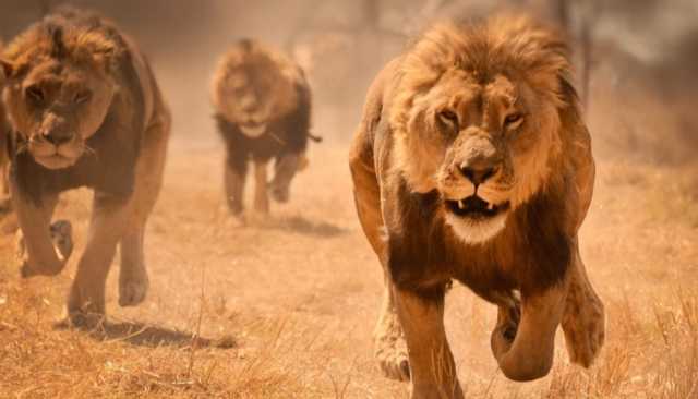 3 أسود تفترس حارس حديقة الحيوانات في الجزائر