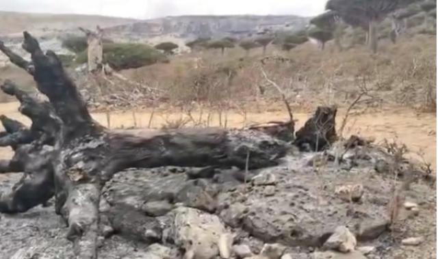 حرق لأشجار دم الأخوين في سقطرى