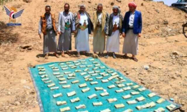 محافظة صنعاء تسير 270 من الماشية للجبهات