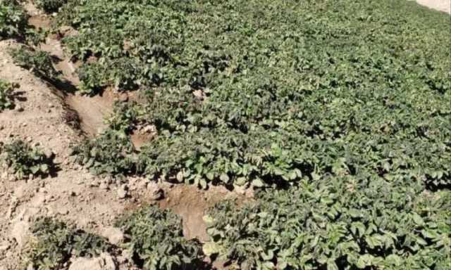 توقعات بانحسار موجة الصقيع كليا في هذا الموعد؟