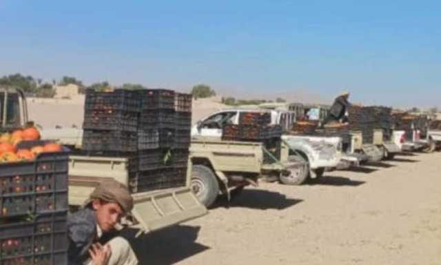 الجوف.. تسيير قافلة من البرتقال دعماً للمرابطين في الجبهات