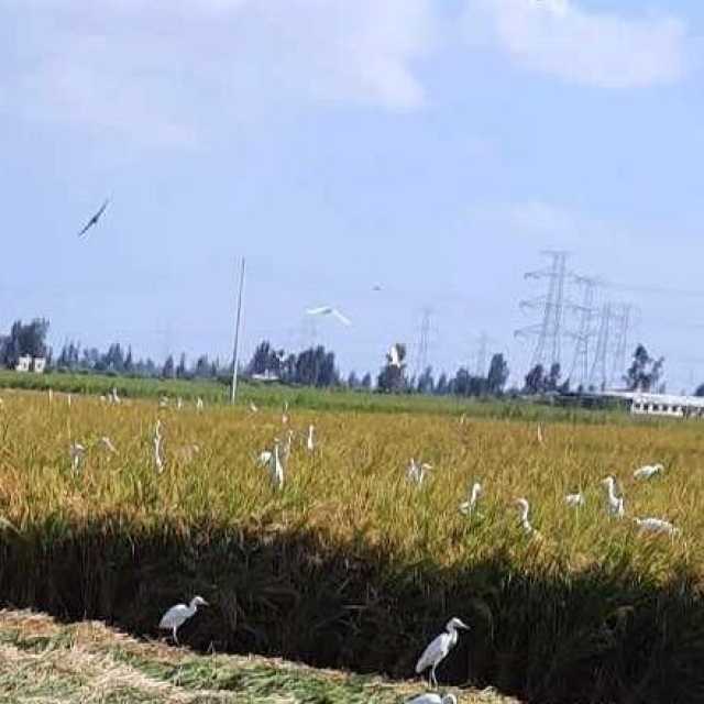 توقعات بارتفاع التضخم في مصر إلى مستوى قياسي جديد خلال أغسطس