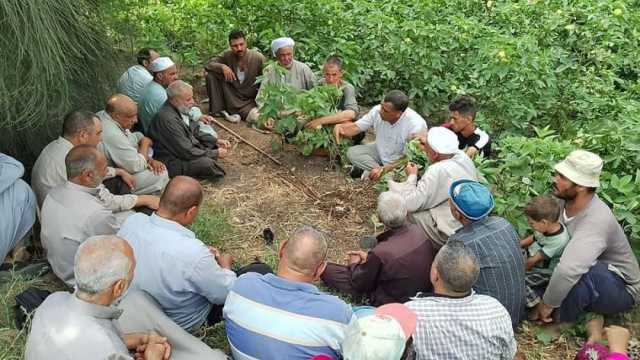 زراعة 84 ألفا و200 فدان قطن في كفر الشيخ