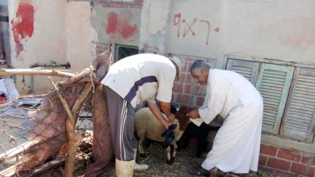 تحصين 314 ألف رأس ماشية من مرض الحمى القلاعية في الشرقية