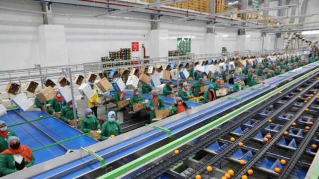 «الزراعة»: الحاصلات الزراعية ثاني أكبر مورد للنقد الأجنبي.. طفرة غير مسبوقة