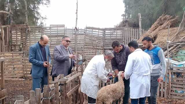 تحصين 138 ألف رأس ماشية ضد الجلد العقدي وجدري الأغنام بالشرقية