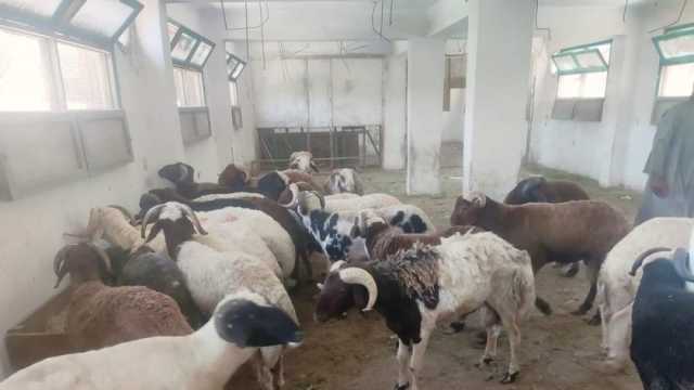 أسعار صكوك الأضاحي في مؤسسة حياة كريمة.. اعرف طرق الدفع وخطوات التقسيط