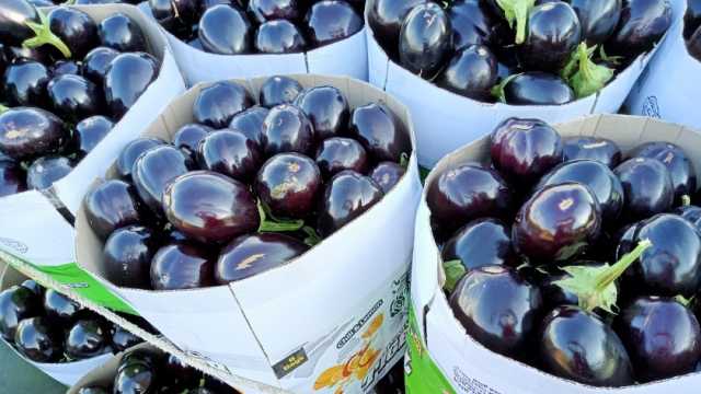 «زراعة كفر الشيخ»: الشريط الساحلي بالمحافظة أنتج 100 ألف طن خضروات في 10 أيام