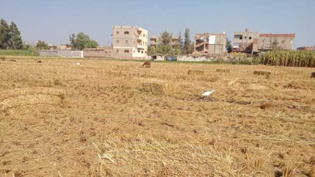 «زراعة كفر الشيخ» تحذر المزارعين من حرق قش الأرز: مخالفة وغرامة