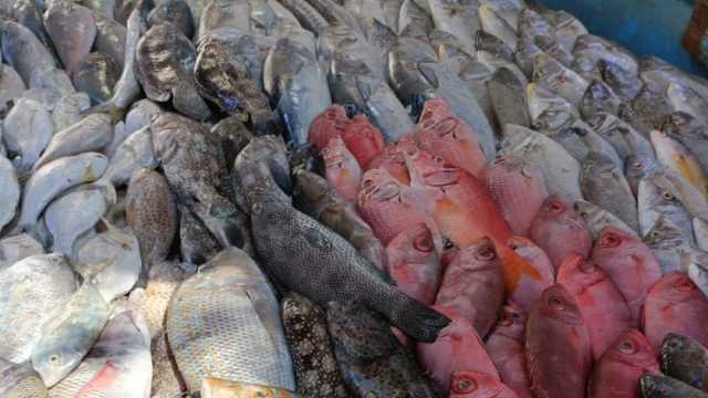 أسعار السمك اليوم الاثنين 22-1-2024 في الأسواق