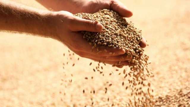 أستاذ في الاقتصاد الزراعي: قرارات الحكومة بالإفراج الفوري عن البضائع خطوة مهمة