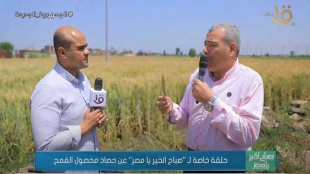 «زراعة الدقهلية»: محصول القمح خلال الموسم الجاري «مبشر بالخير»