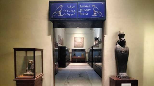 كيف برع المصري القديم في تحنيط مومياء الحيوانات؟.. 4 أصناف بطريقة مختلفة