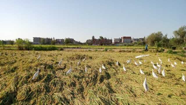 وكيل زراعة كفر الشيخ: حصاد نحو 291 ألف فدان أرز شعير حتى الآن