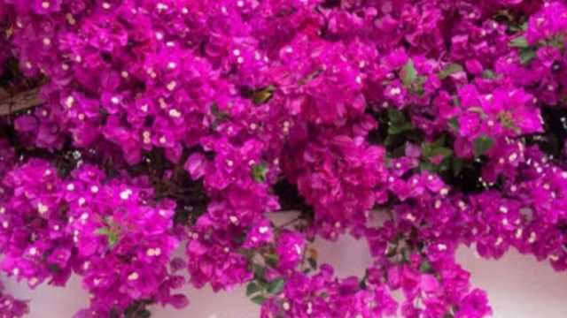 الجهنمية أو المجنونة.. طرق زراعة أجمل شجرة متسلقة للزينة