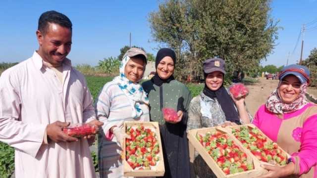 محصول الفراولة في منيا القمح بالشرقية.. ربح وفير من 297 فدانا