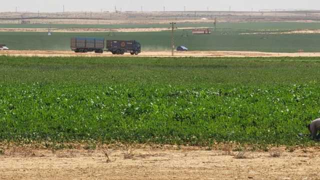 نقيب الزراعيين: الانتهاء من زراعة 2 مليون فدان ضمن «مستقبل مصر» العام المقبل