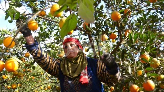 10 أصناف من الفاكهة والخضروات يتم زراعتها بالمنوفية خلال فصل الشتاء