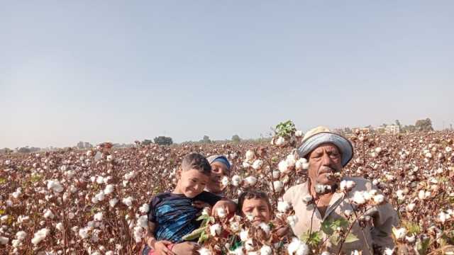 سعر قنطار القطن اليوم في مصر.. ما الفرق بين محصول الوجه البحري والقبلي؟