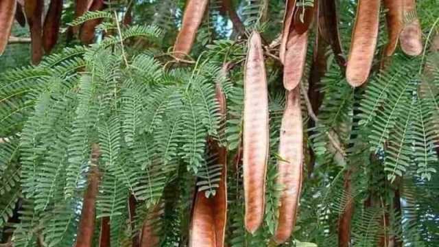 شجرة اللوسينا كنز للإنسان والحيوان ويعشقها النحل.. تعرف على فوائدها