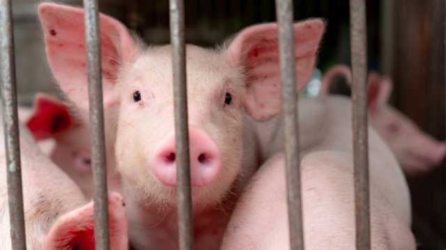 تفاصيل اكتشاف أول حالة إصابة بشرية بإنفلونزا الخنازير في المملكة المتحدة