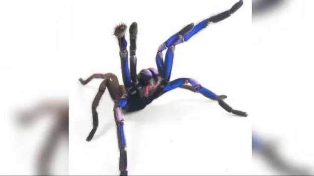 أزرق وبنفسجي.. نوع جديد من العناكب الكبيرة في تايلاند يثير حيرة العلماء