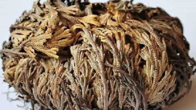 احذر تناول هذه الأعشاب مع الأدوية.. تُسبب ضغطا واكتئابا