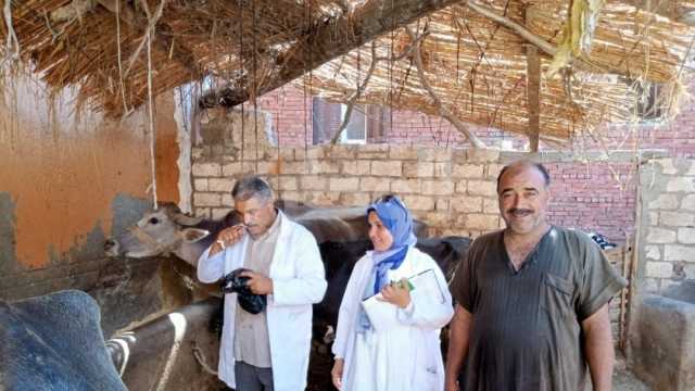 «بيطري كفر الشيخ»: تحصين 1300 رأس ماشية ضد الأمراض المعدية