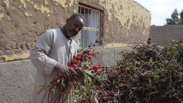 خير وبركة في موسم حصاد الكركديه بالأقصر.. الطن بـ160 ألف جنيه (صور)