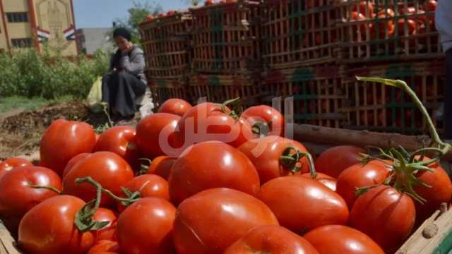 أسعار الطماطم في الأسواق اليوم الثلاثاء 3-10-2023