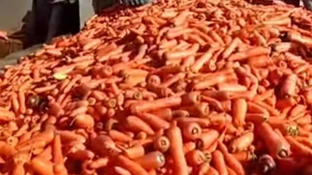 «زراعة المنوفية»: إنتاج 2015 طنا من محصول الجزر هذا العام