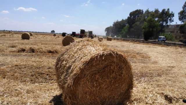 ما هي الطرق القانون التخلص من المخلفات الزراعية؟ ..قانوني يوضح