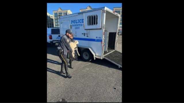 شرطة نيويورك تنقذ خروفا خلال عبوره إشارة مرور (صور)