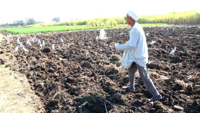 زراعة 120 ألف فدان من القمح في الوادي الجديد وتوفير تقاوي للمزارعين