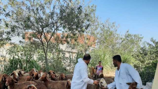 انطلا حملة تحصين الأغنام والماعز ضد مرض طاعون المجترات في البحيرة