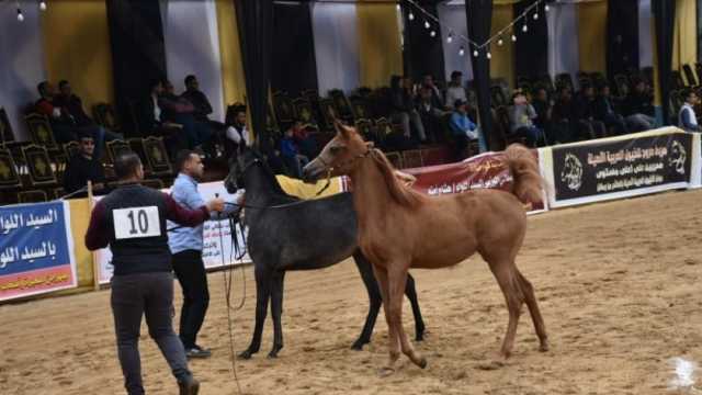 إطلاق مهرجان الخيول العربية في الشرقية نهاية سبتمبر المقبل
