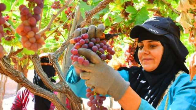 أستاذ زراعة: لدينا طفرة في صادرات الحاصلات المصرية